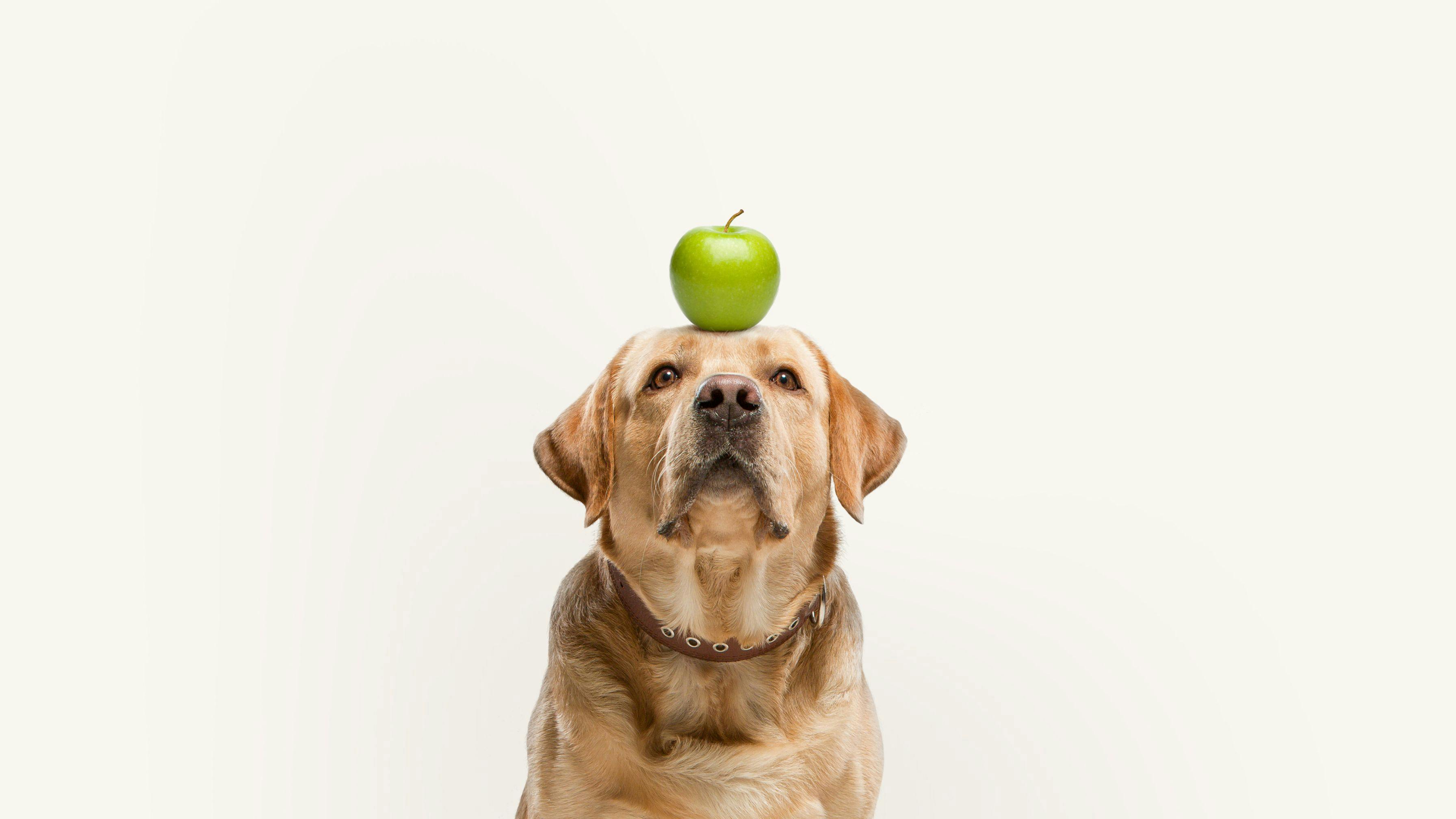 Dog with apple