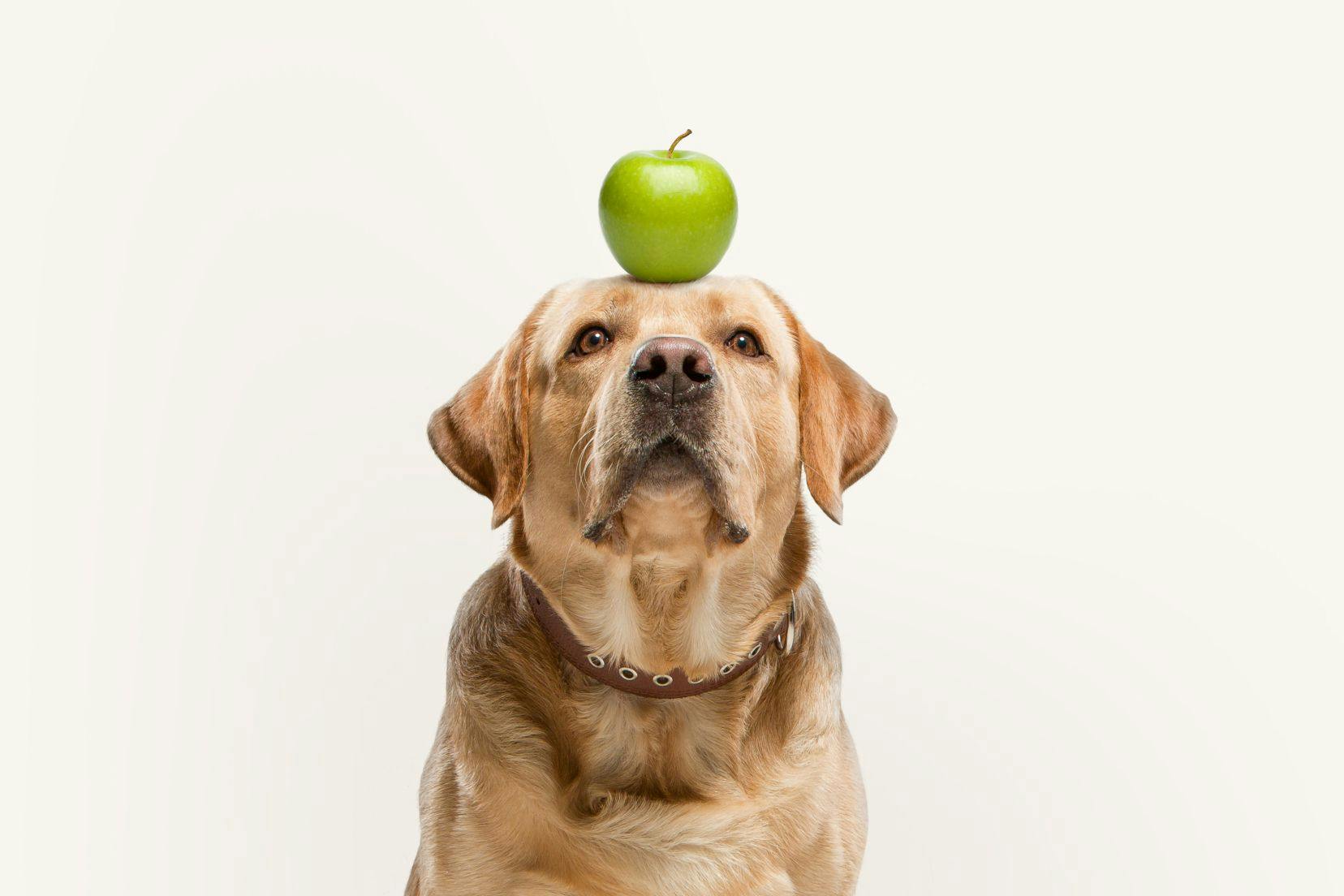 Dog with apple